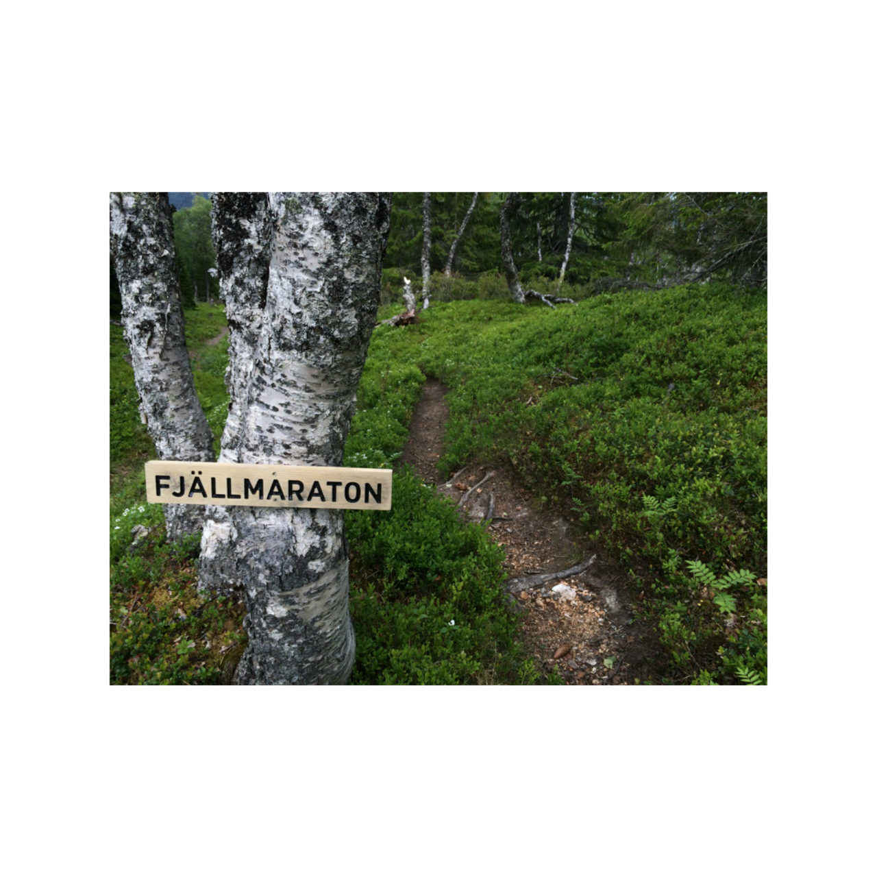 Fjellpuls – Ski Touring & Climbing