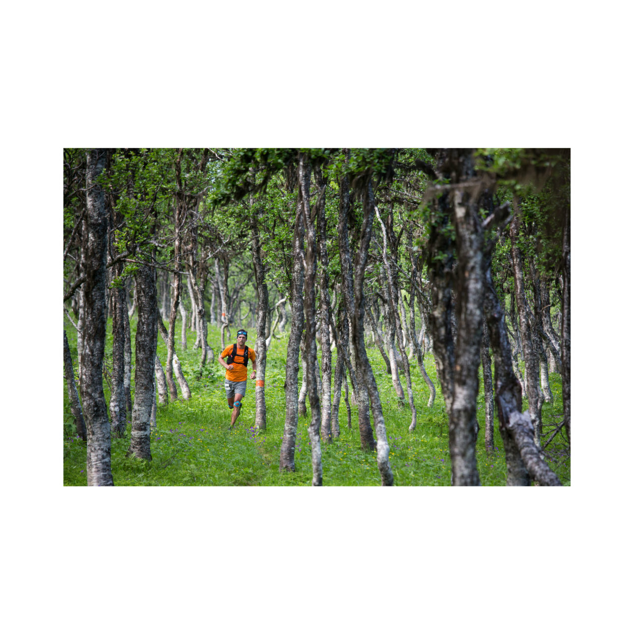 Fjellpuls – Ski Touring & Climbing